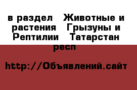  в раздел : Животные и растения » Грызуны и Рептилии . Татарстан респ.